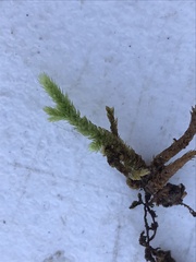 Claopodium rostratum