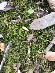 Claopodium rostratum