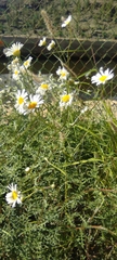 Argyranthemum