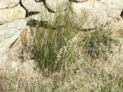 Echium vulgare