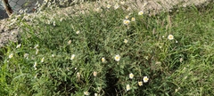 Argyranthemum