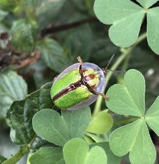Physonota nitidicollis