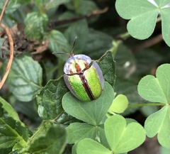 Physonota nitidicollis