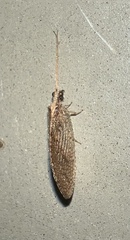Hemerobius