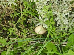 Mercurialis tomentosa