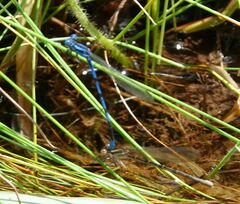 Argia tarascana