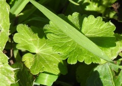 Geranium rotundifolium