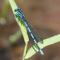 Argia tarascana