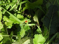 Geranium rotundifolium