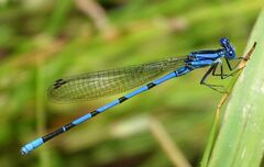 Argia tarascana