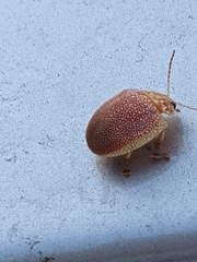 Paropsis