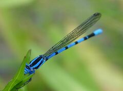 Argia tarascana