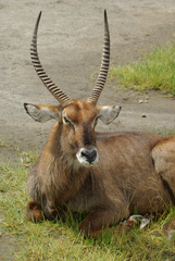 Kobus ellipsiprymnus defassa