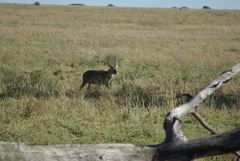 Kobus ellipsiprymnus defassa