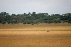 Kobus ellipsiprymnus defassa