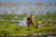 Kobus ellipsiprymnus defassa