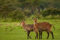 Kobus ellipsiprymnus defassa
