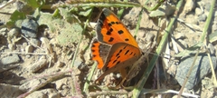 Lycaena phlaeas