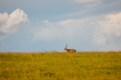 Kobus ellipsiprymnus defassa