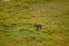 Kobus ellipsiprymnus defassa