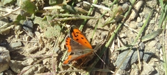 Lycaena phlaeas