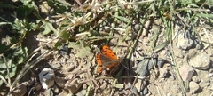 Lycaena phlaeas
