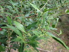 Phyllocladus aspleniifolius