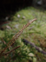 Austrolycopodium fastigiatum