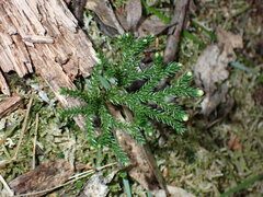 Austrolycopodium fastigiatum