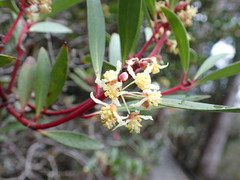 Tasmannia lanceolata