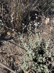 Eriogonum cinereum
