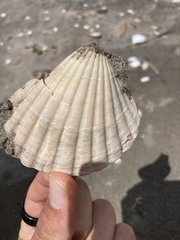 Pecten novaezelandiae