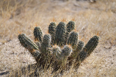 Echinocereus engelmannii