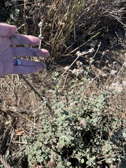 Eriogonum cinereum