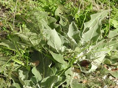 Verbascum rotundifolium