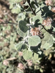 Eriogonum cinereum