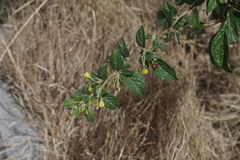 Capsicum rhomboideum