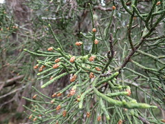 Athrotaxis cupressoides