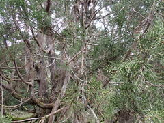 Athrotaxis cupressoides