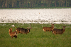 Kobus ellipsiprymnus defassa