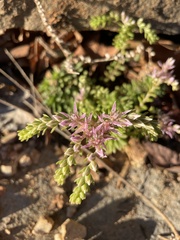 Sedum pulchellum