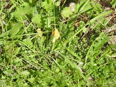 Biserrula pelecinus