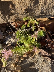 Sedum pulchellum