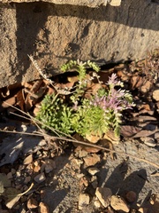 Sedum pulchellum