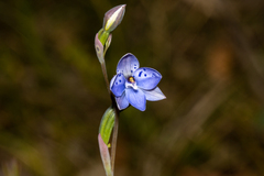 Thelymitra ixioides