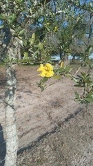 Tabebuia nodosa