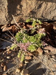 Sedum pulchellum