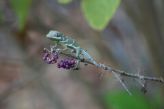 Anolis equestris