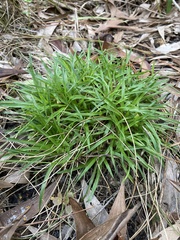 Eriocaulaceae