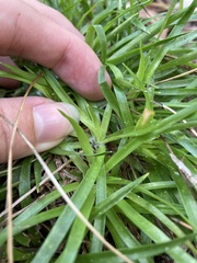 Eriocaulaceae